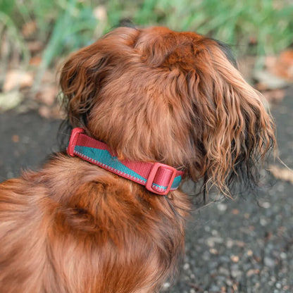 Non-Stop Dogwear Trail Quest Collar Turquesa/Burdeo Talla M