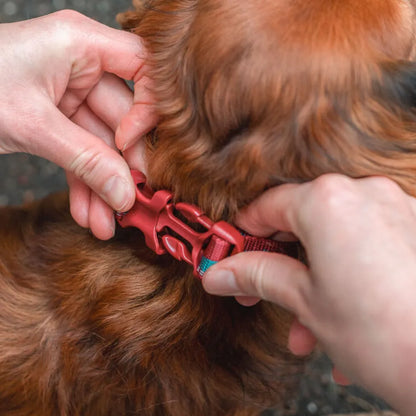 Non-Stop Dogwear Trail Quest Collar Turquesa/Burdeo Talla M