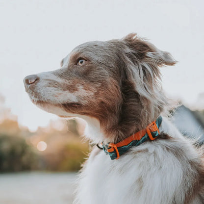 Non-Stop Dogwear Trail Quest Collar Rachel Pohl Edition Verde/Naranjo Talla M
