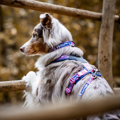 Non-Stop Dogwear Trail Quest Collar Rachel Pohl Edition Verde/Naranjo Talla M