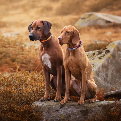 Non-Stop Dogwear Trail Quest Collar Turquesa/Burdeo Talla M