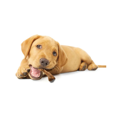 Nylabone Healthy Edibles Puppy Wild Pavo 4 und 80 g
