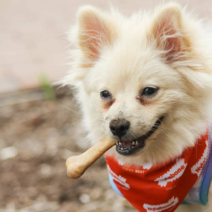 Nylabone Healthy Edibles Carne Asada 2 und 44 g