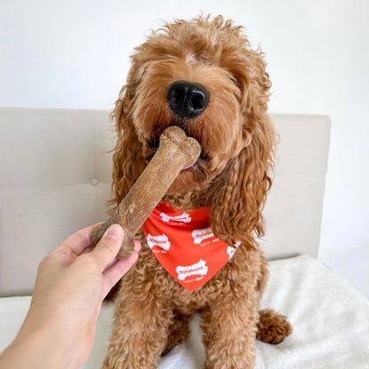 Nylabone Healthy Edibles Perro Tocino 89 g