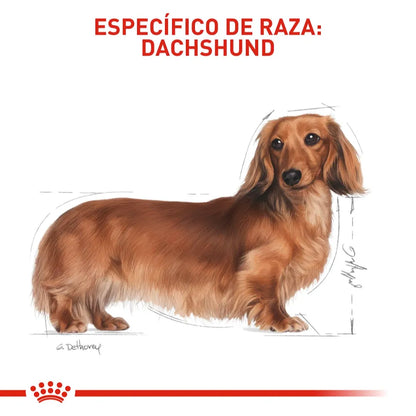 Royal Canin Dachshund Adulto 7,5 kg