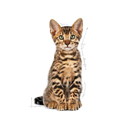 Royal Canin Kitten Sterilised 4 kg