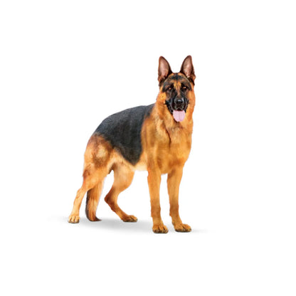 Royal Canin Maxi Weight Care 10 kg