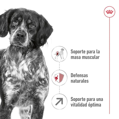 Royal Canin Medium Adulto 7+ 15 kg